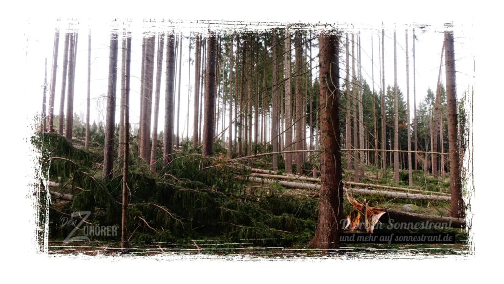 Waldsterben - Nach dem Sturm