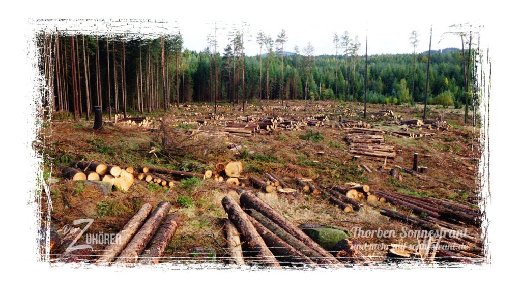 Waldsterben - kahle Lichtung
