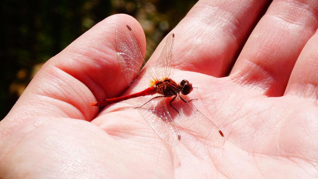 Libelle auf Hand